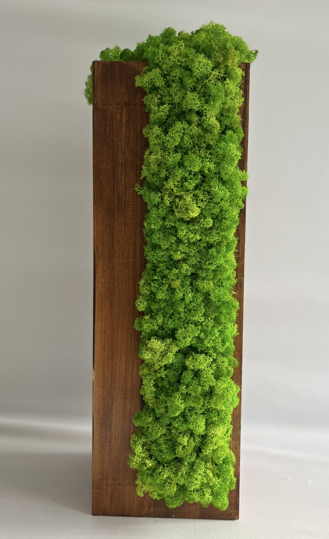zuzmó dekoráció, tölgyfa(20x50cm)