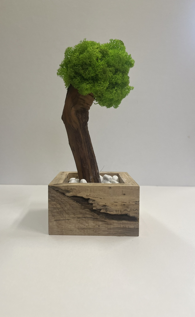 Zuzmó fa kaspóba.(1)