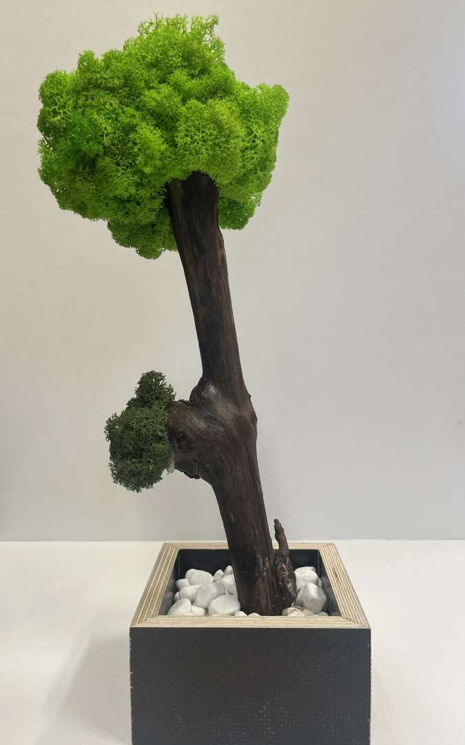 Zuzmó fa kaspóba.(2)