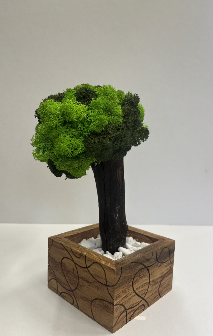 Zuzmó fa kaspóba.(5)