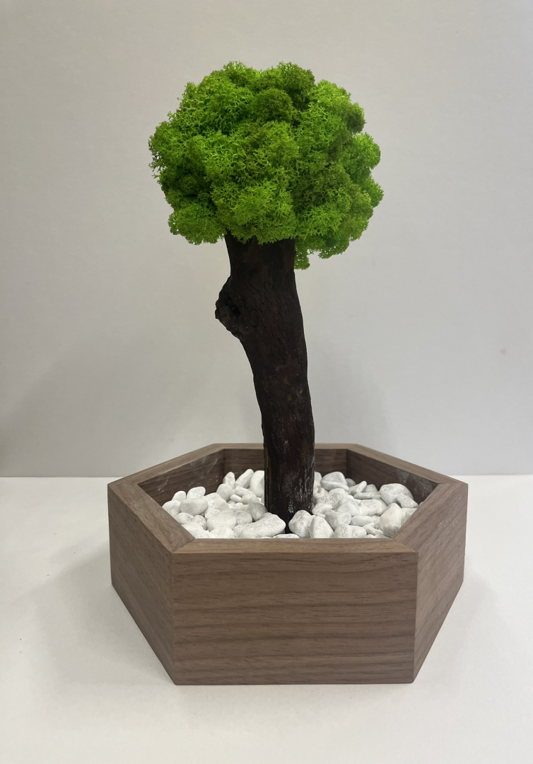 Zuzmó Fa kaspóba(10)