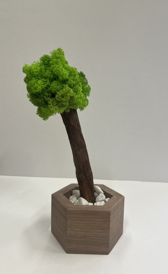 Zuzmó Fa kaspóba(16)